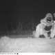 Illustration for article titled Police set up camera to record wildlife, capture shithead teens instead